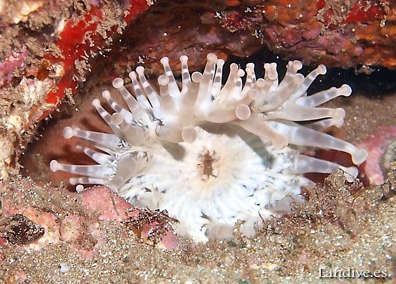 Anemona gigante ( telmatactis cricoide )3.jpg - OLYMPUS DIGITAL CAMERA